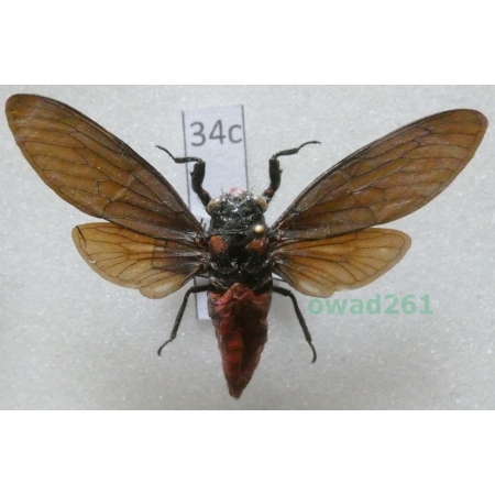 Huechys sanguinea (DeGeer, 1773) Indonesia, Flores34c